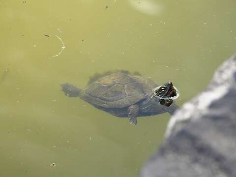 Image of Chinese Pond Turtle