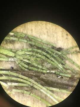 Image of Delicate Stonewort