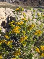 Image of Amphipappus fremontii var. fremontii