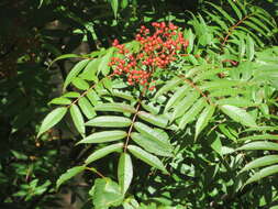 Image of Japanese Rowan