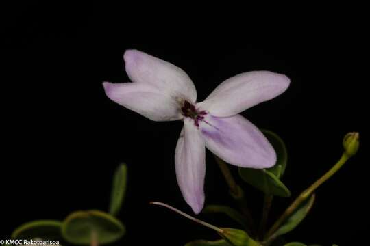 Oplonia vincoides (Lam.) Stearn resmi