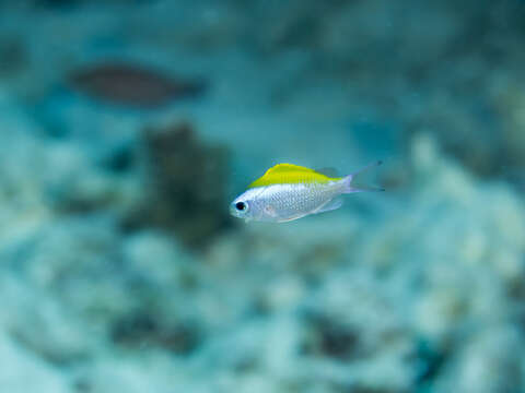 Chromis ovalis (Steindachner 1900) resmi