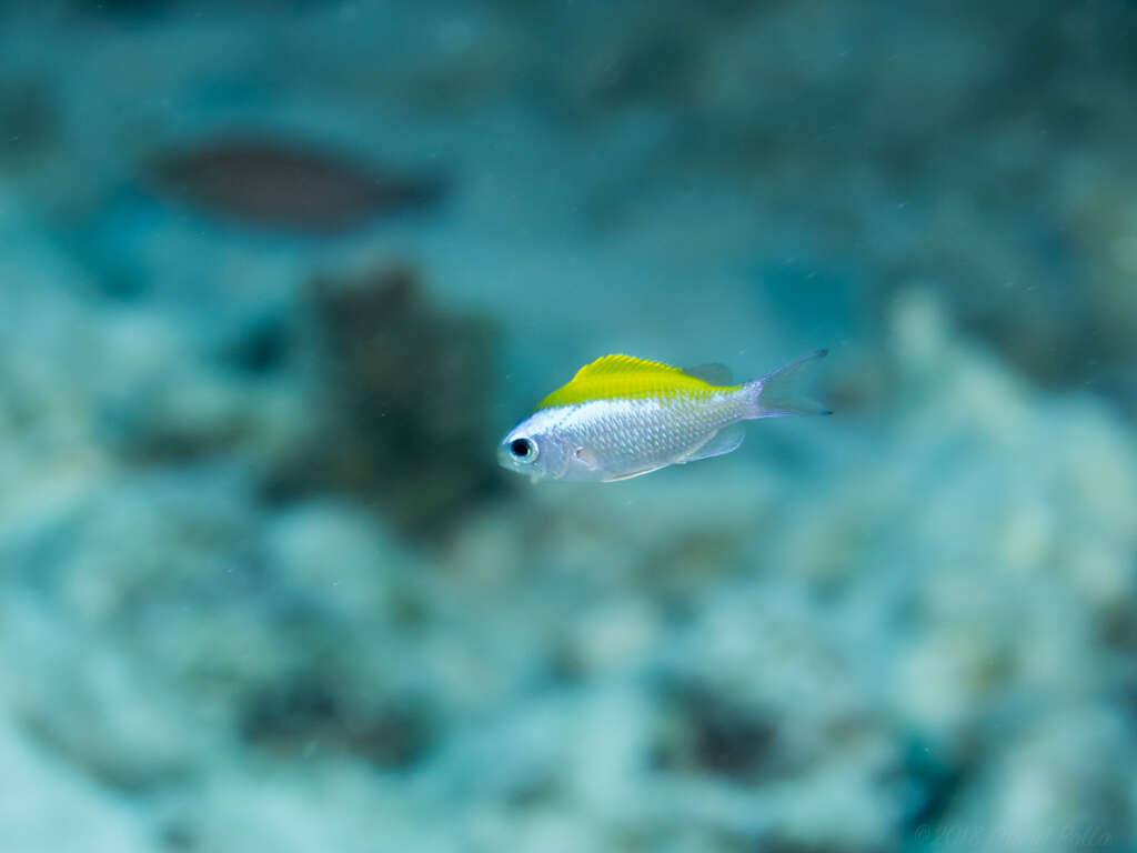 Image de Chromis ovalis (Steindachner 1900)