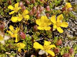 Image of Hibbertia procumbens (Labill.) DC.