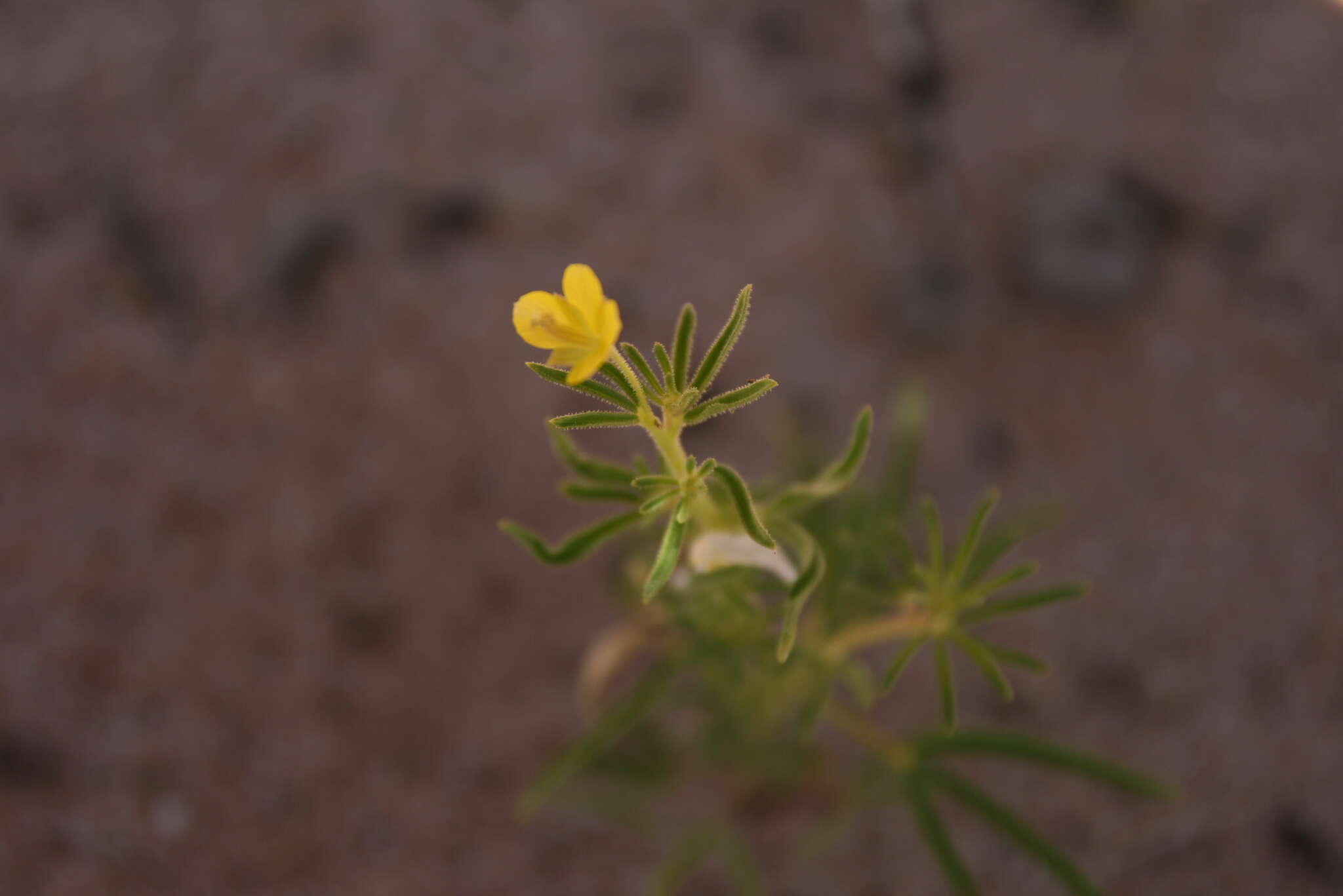 Plancia ëd Kersia paxii (Schinz) Roalson & J. C. Hall