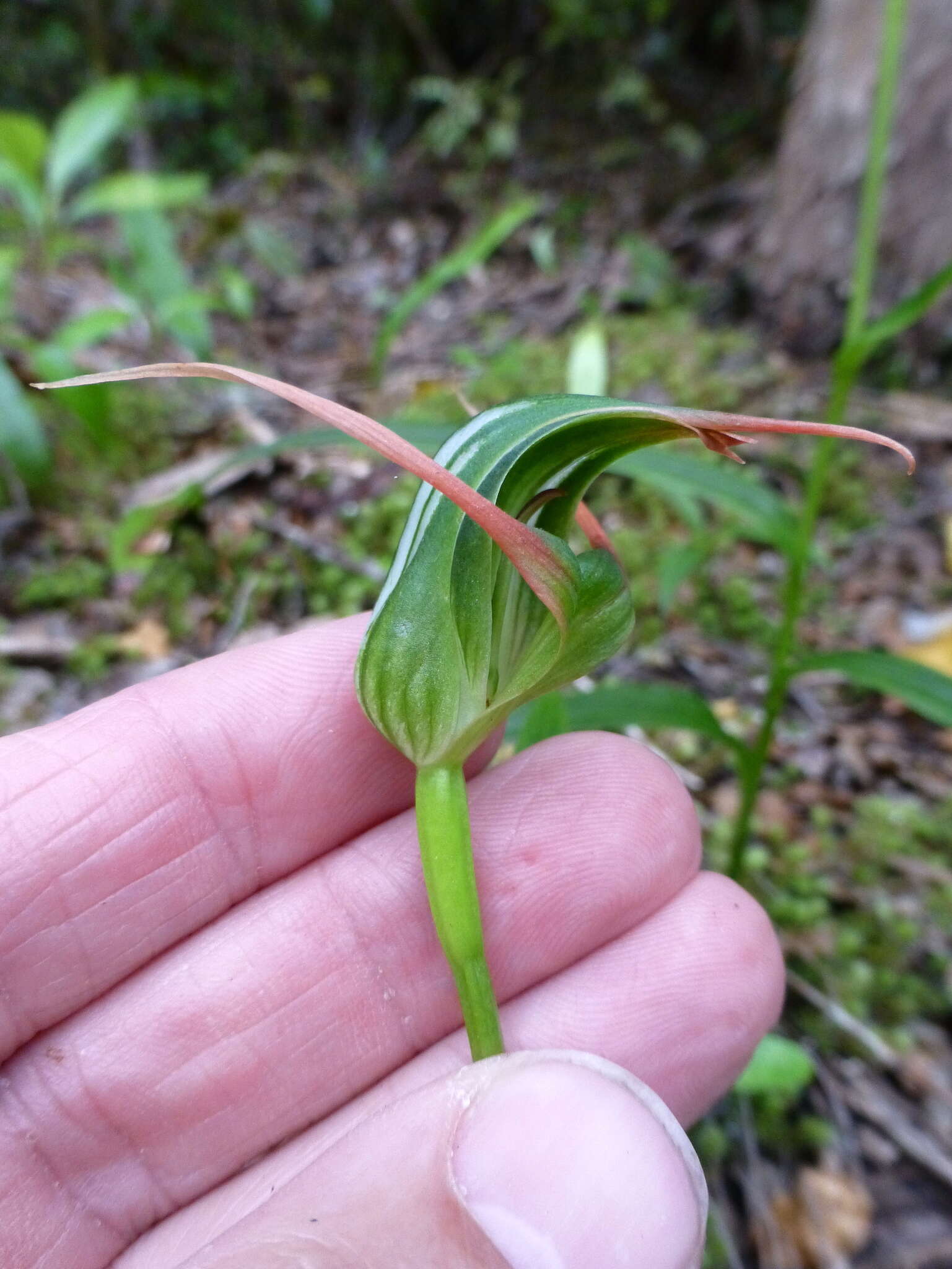 Image of Tutukiwi