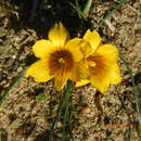 Image of Romulea membranacea M. P. de Vos