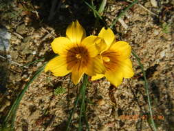 Image of Romulea membranacea M. P. de Vos