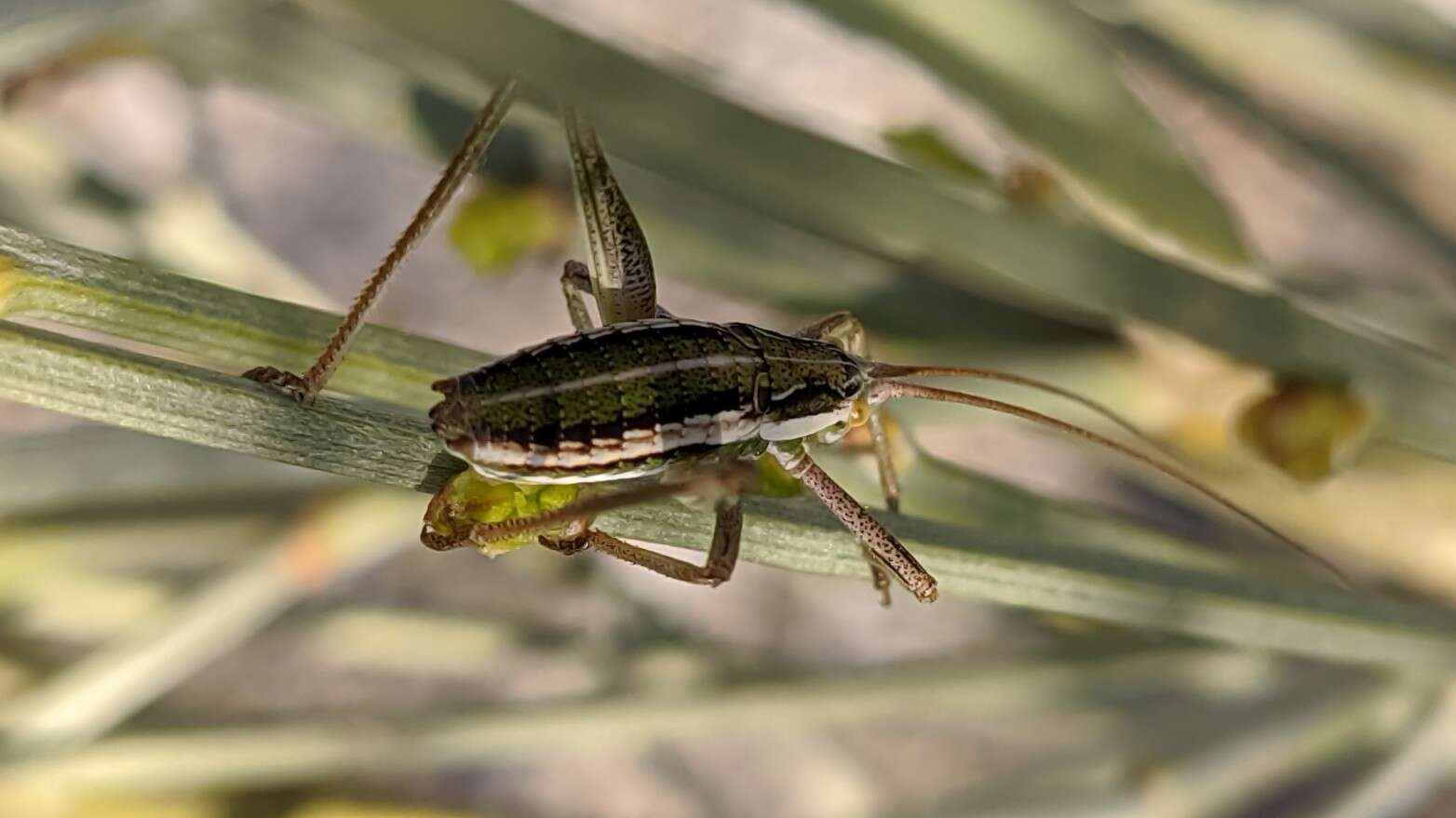 Sivun Odontura (Odonturella) aspericauda Rambur 1838 kuva