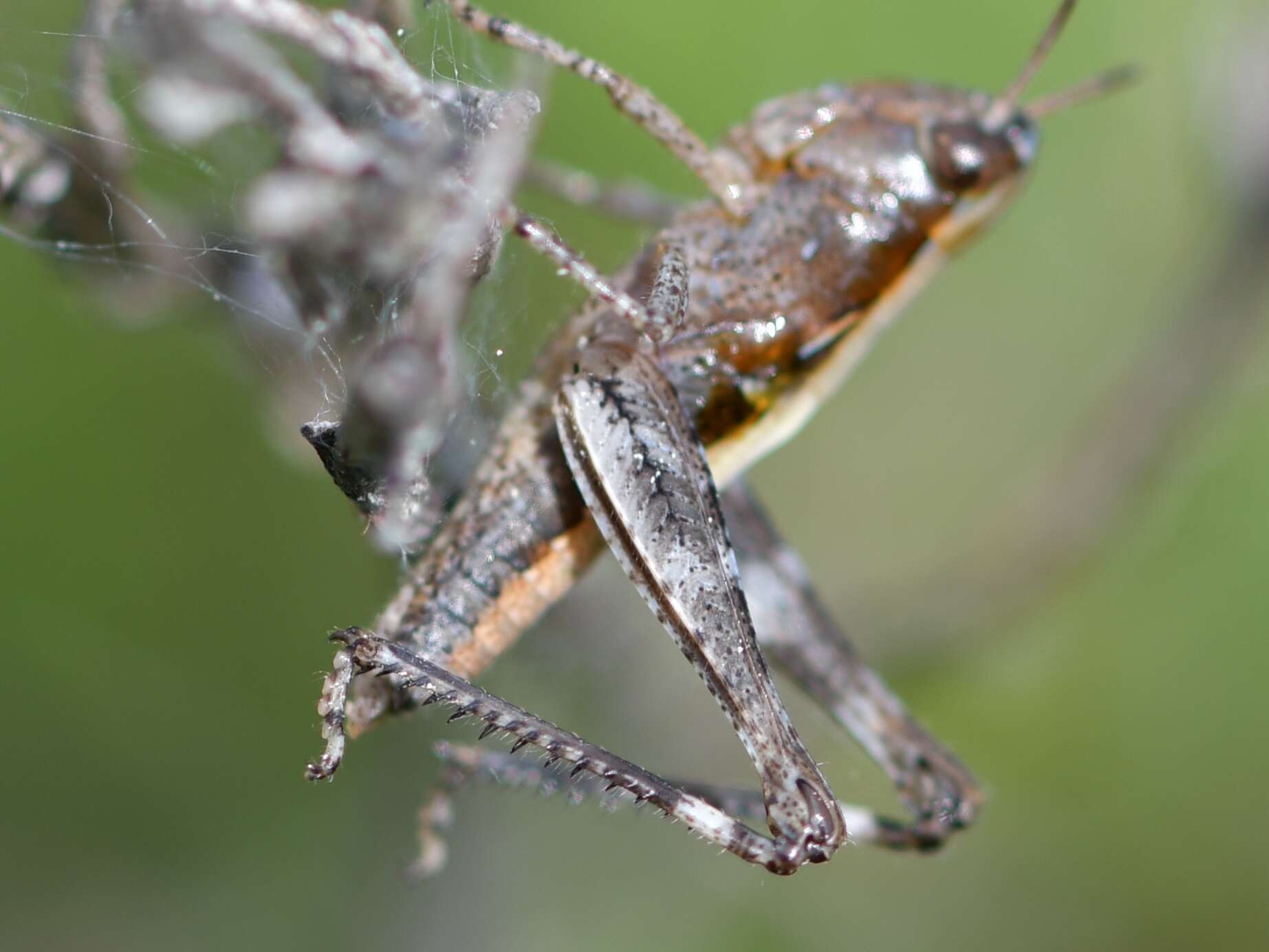 Image of Orphulella speciosa (Scudder & S. H. 1862)