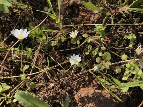 Image of Bellis annua L.