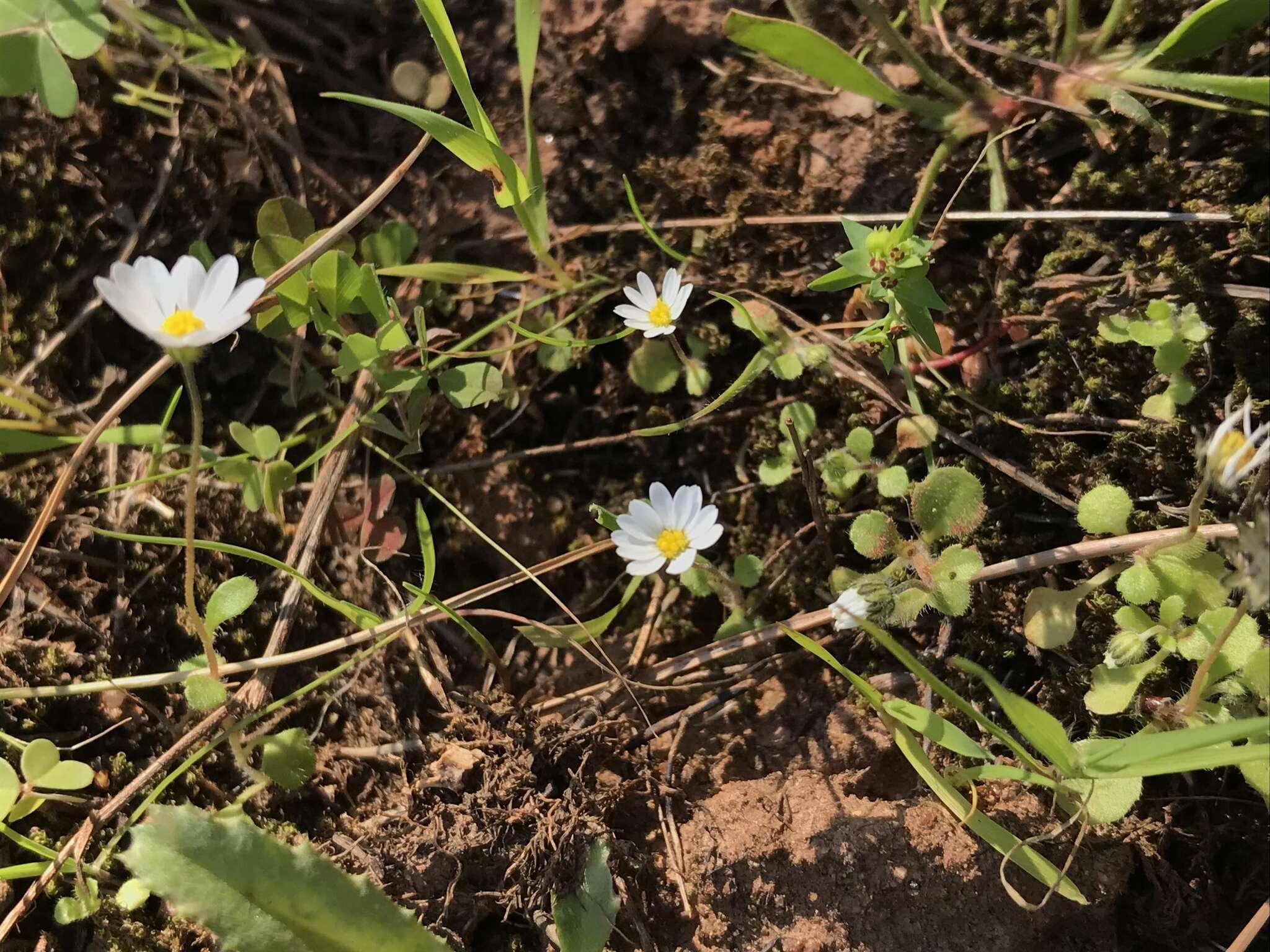 Image of Bellis annua L.