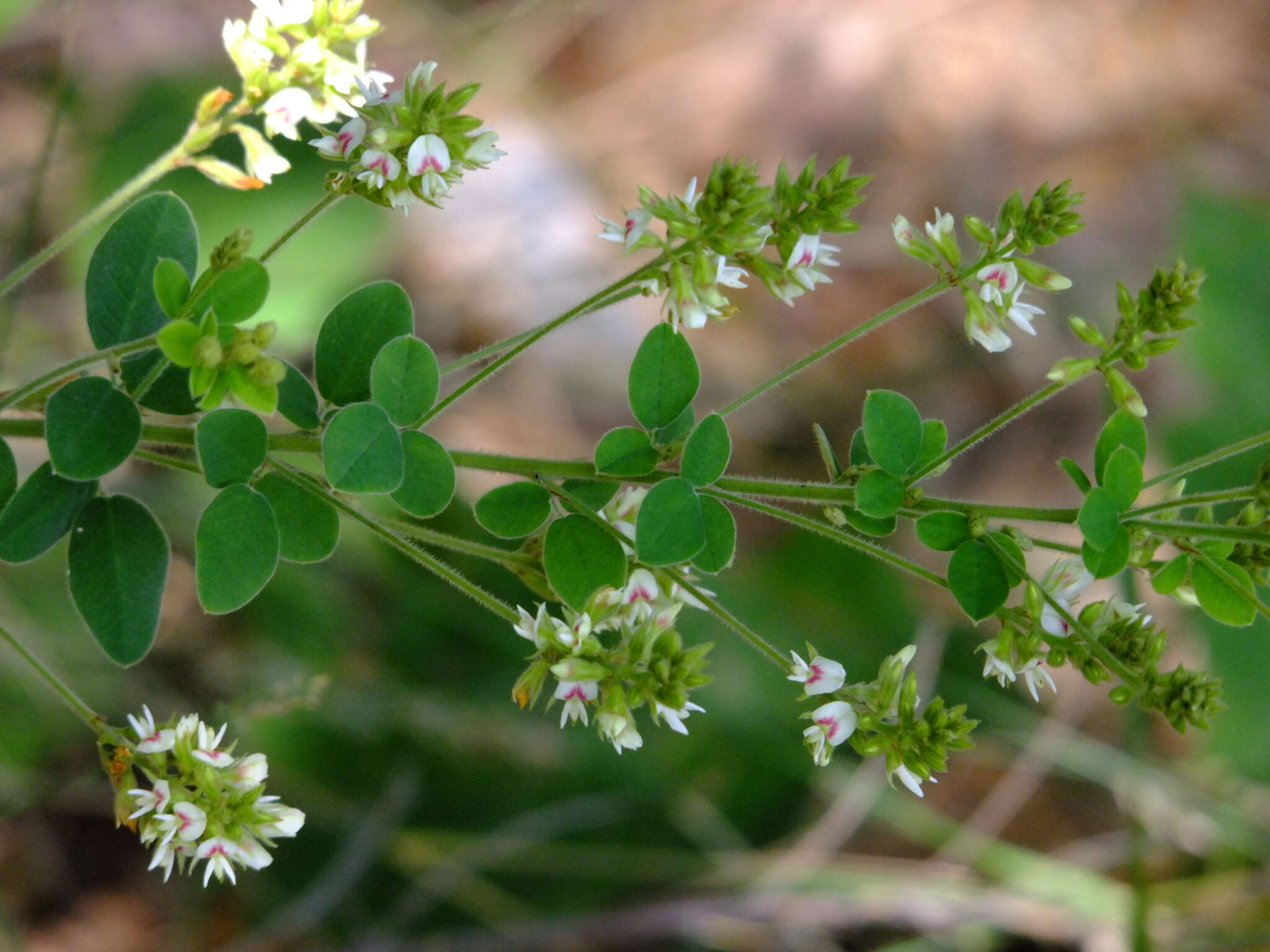 Слика од Lespedeza hirta (L.) Hornem.