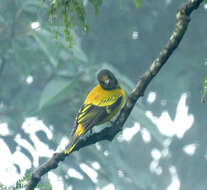 Image of Black-hooded Oriole