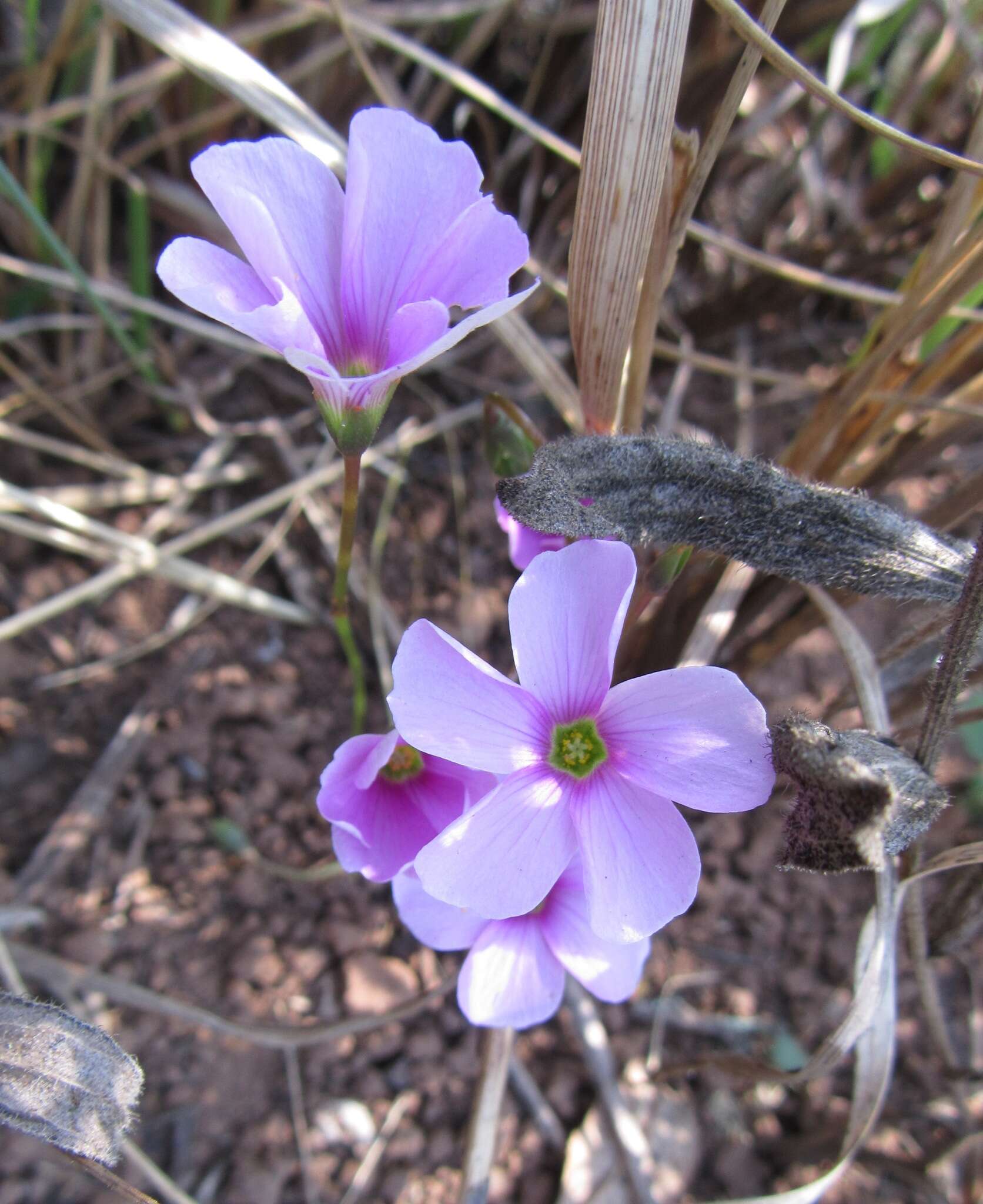 Imagem de Oxalis smithiana Eckl. & Zeyh.