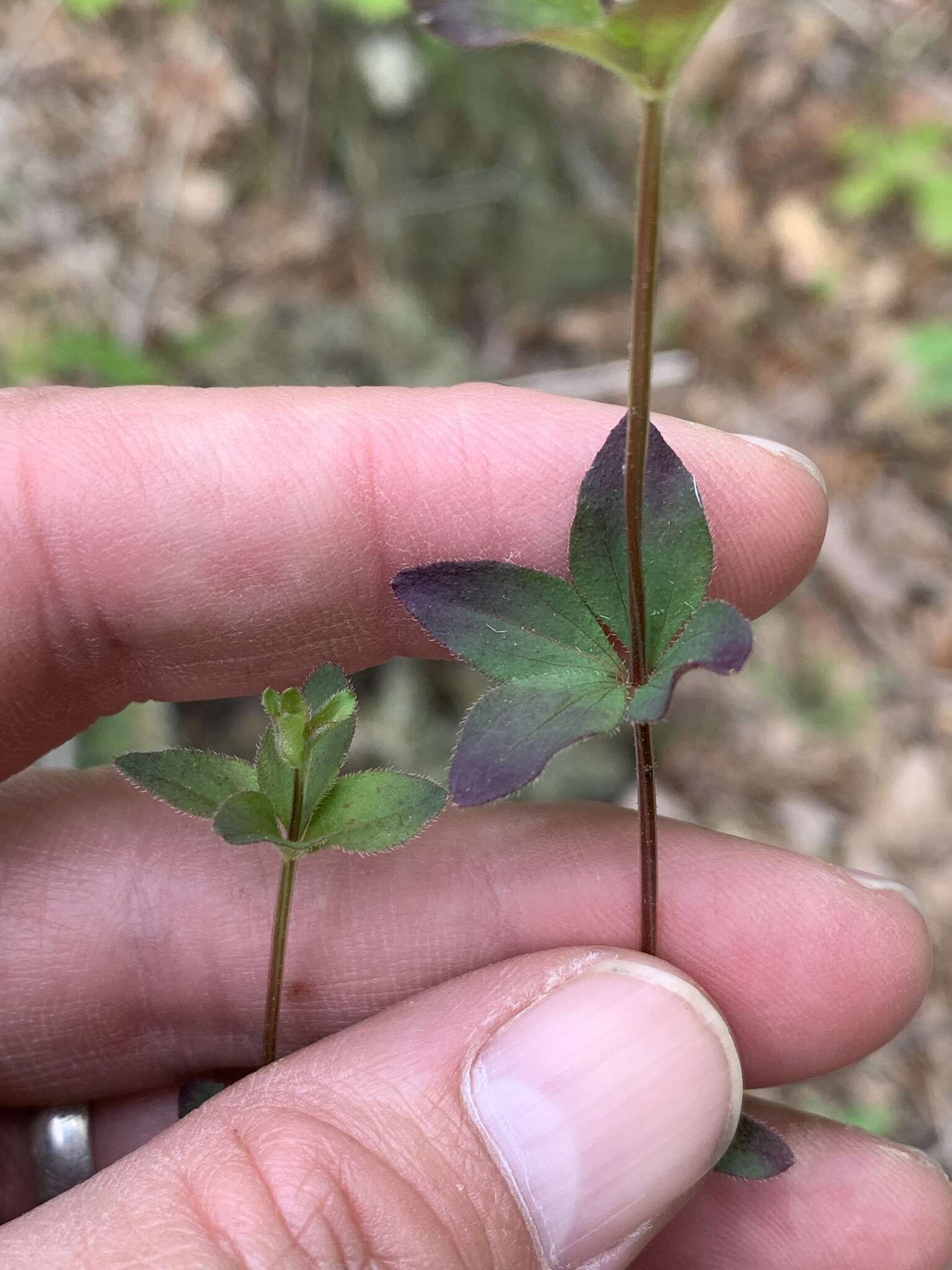 Plancia ëd Galium orizabense subsp. laevicaule (Weath. & Blake) Dempster