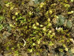 Image of Microbryum curvicollum