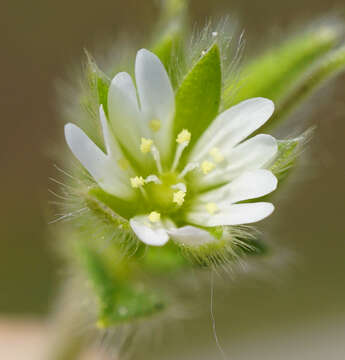 Image of Cerastium tenoreanum Ser.