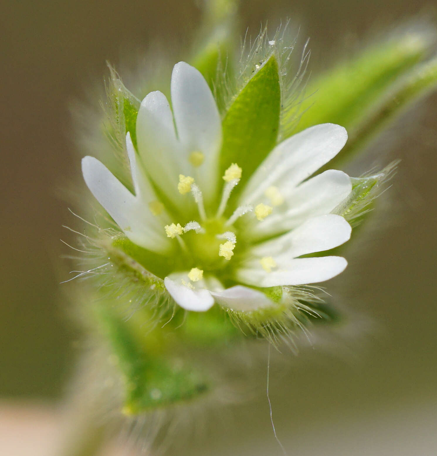 Plancia ëd Cerastium tenoreanum Ser.