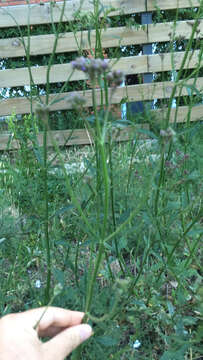 Image of Verbena intermedia Gillies & Hook.