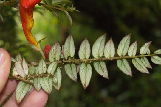 Image of Columnea microcalyx Hanst.