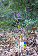 Imagem de Dipodium campanulatum D. L. Jones