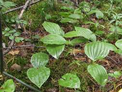 Image of Spotted lady's slipper