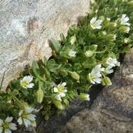 صورة Cerastium pedunculatum Gaudin