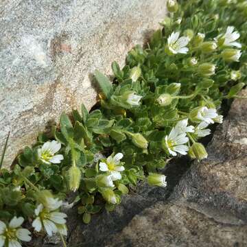 Image of Cerastium pedunculatum Gaudin