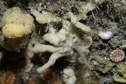 Image of yellow-fingered horny sponge