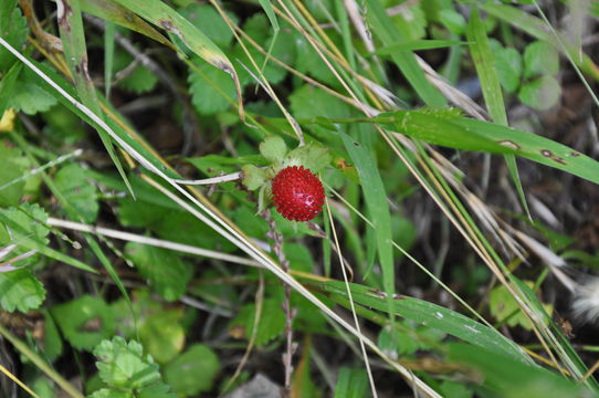 Image of Indian strawberry