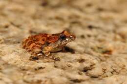 Image of Corsican Painted Frog