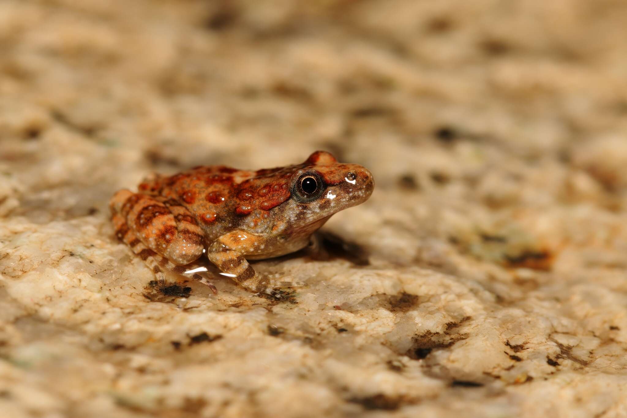 Image of Corsican Painted Frog