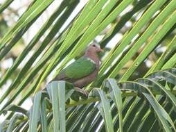 Image of Common Emerald Dove