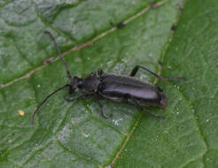 Image of Grammoptera abdominalis (Stephens 1831)