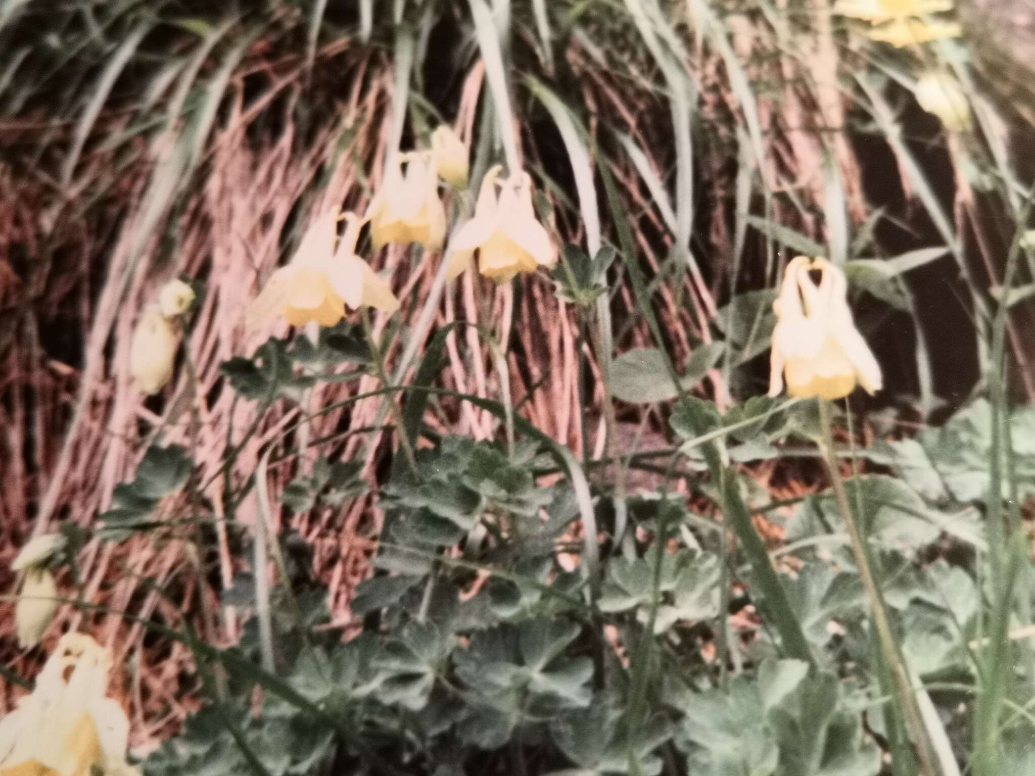 Image of Aquilegia aurea Janka