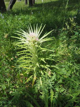 Image of meadow thistle