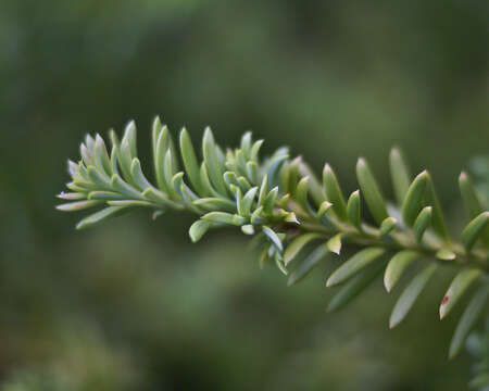 Imagem de Podocarpus nivalis Hook.