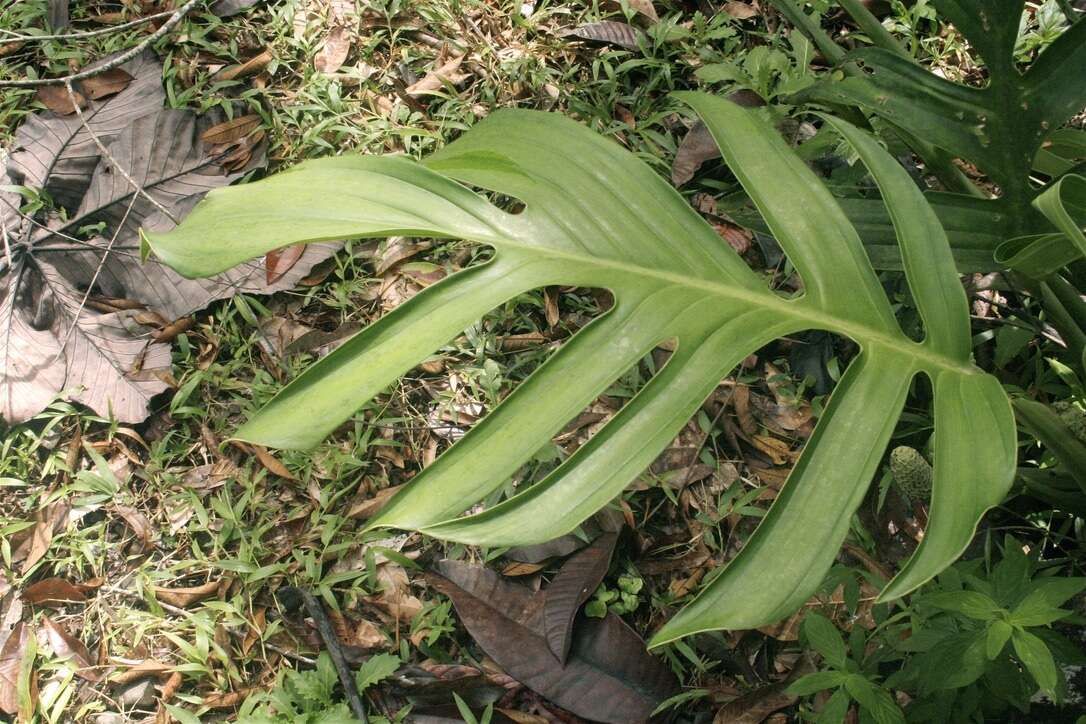 Image of Monstera pinnatipartita Schott