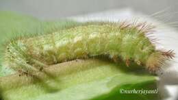 Imagem de Amathusia phidippus celebensis Fruhstorfer 1899