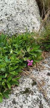 Image de Silene acutifolia Link ex Rohrb.