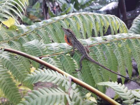 Image of Anolis unilobatus Köhler & Vesely 2010