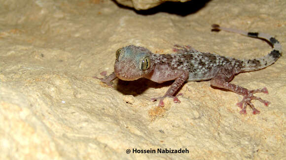 Asaccus iranicus Torki, Ahmadzadeh, Ilgaz, Avci & Kumlutas 2011 resmi