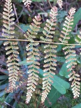 Image of Bramble Fern