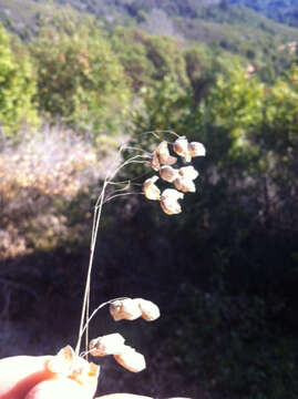 Image of big quakinggrass