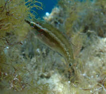 Image of Ocellated Wrasse