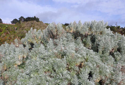 Image of Artemisia arborescens L.