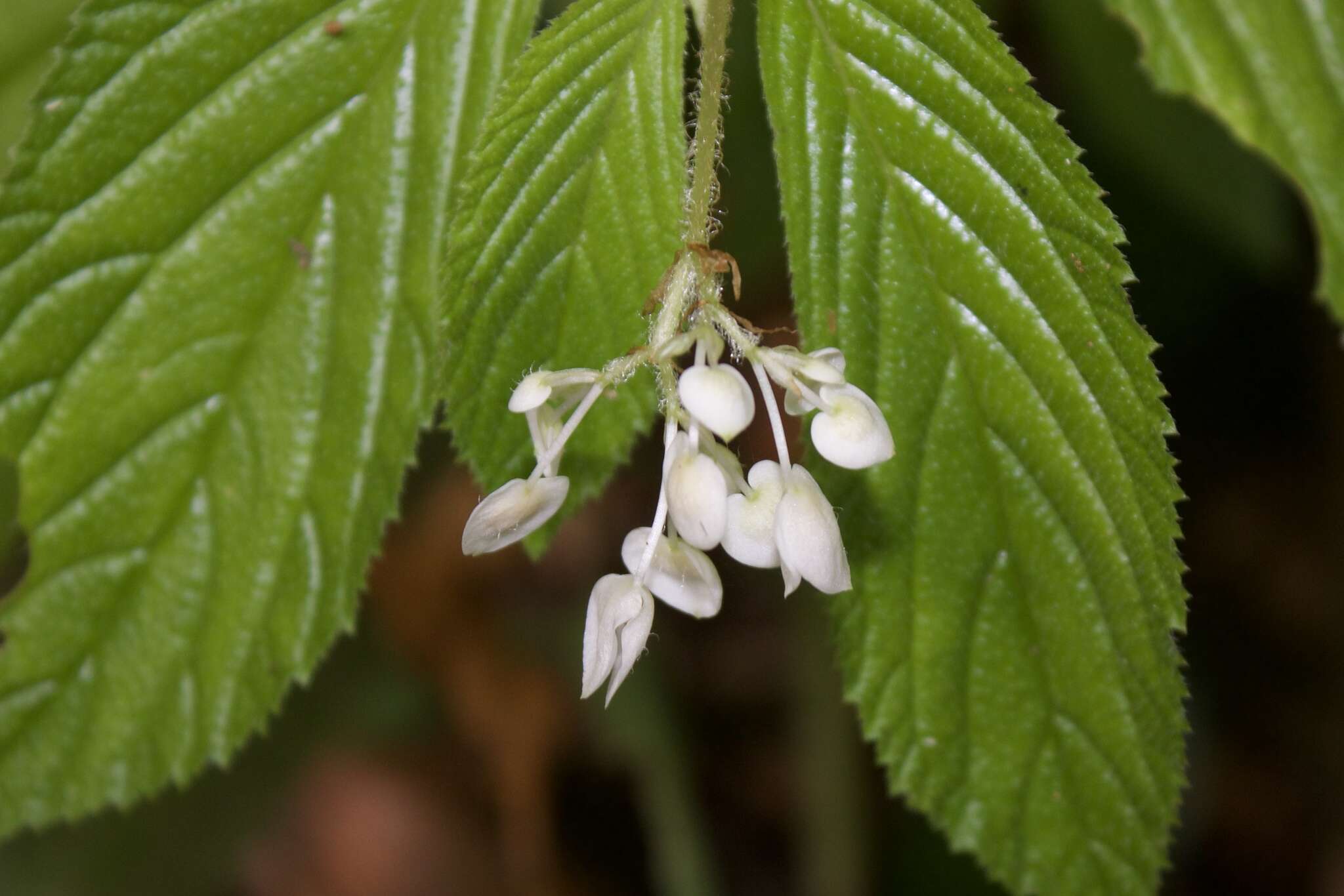 Image of Begonia ulmifolia Willd.