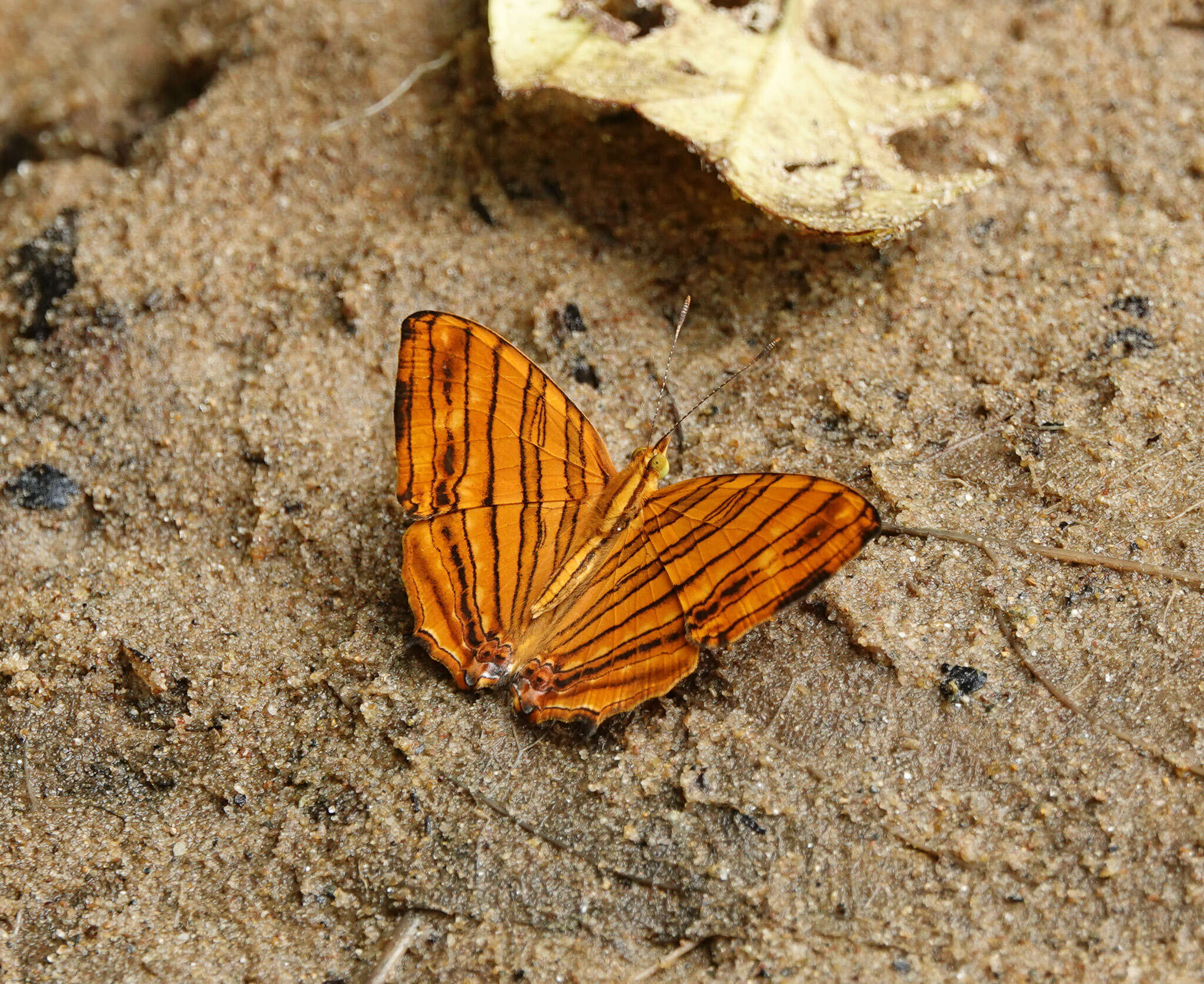 Image of Chersonesia risa Doubleday (1848)