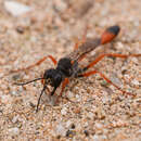 Ammophila laeviceps F. Smith 1873的圖片